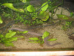 Image of Rio Cauca Caecilian