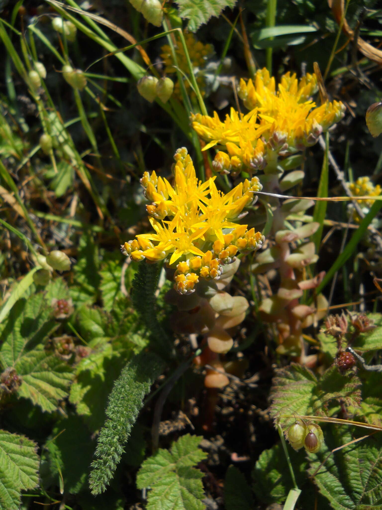 Imagem de Sedum spathulifolium Hook.