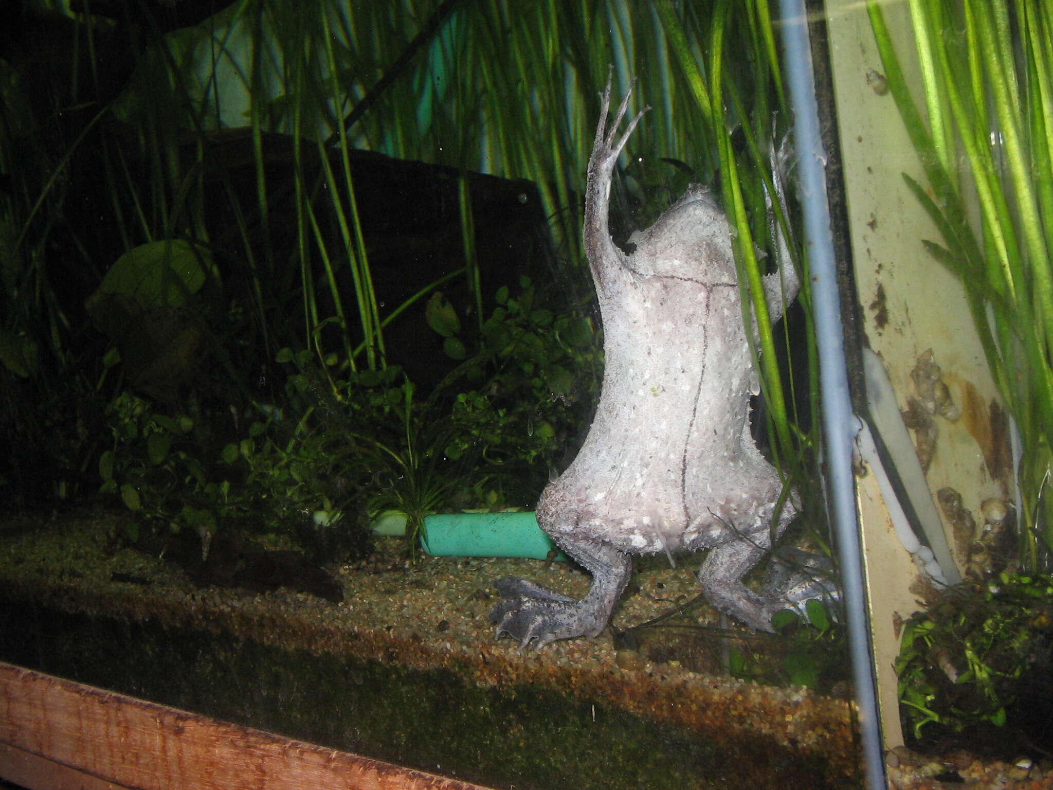 Image of Surinam toad