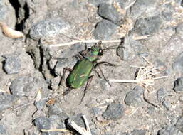 Image of Purple Tiger Beetle