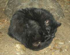 Image of Pampas cat