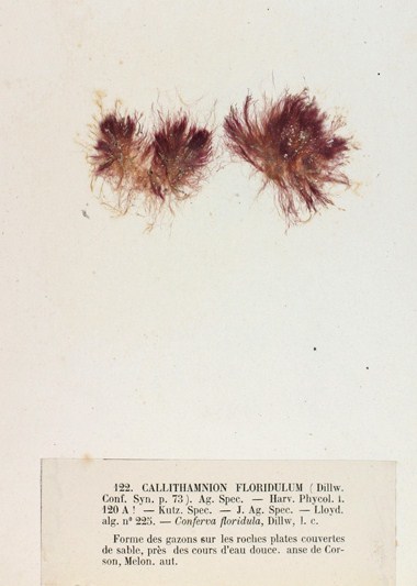 Image of <i>Rhodothamniella floridula</i>