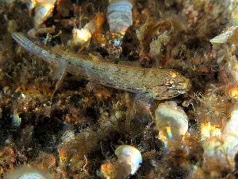 Image of Bucchich's Goby