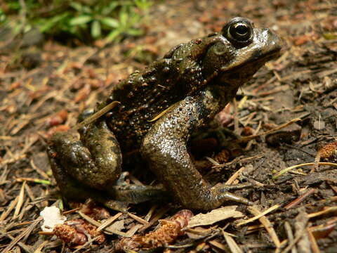 Image of western toad