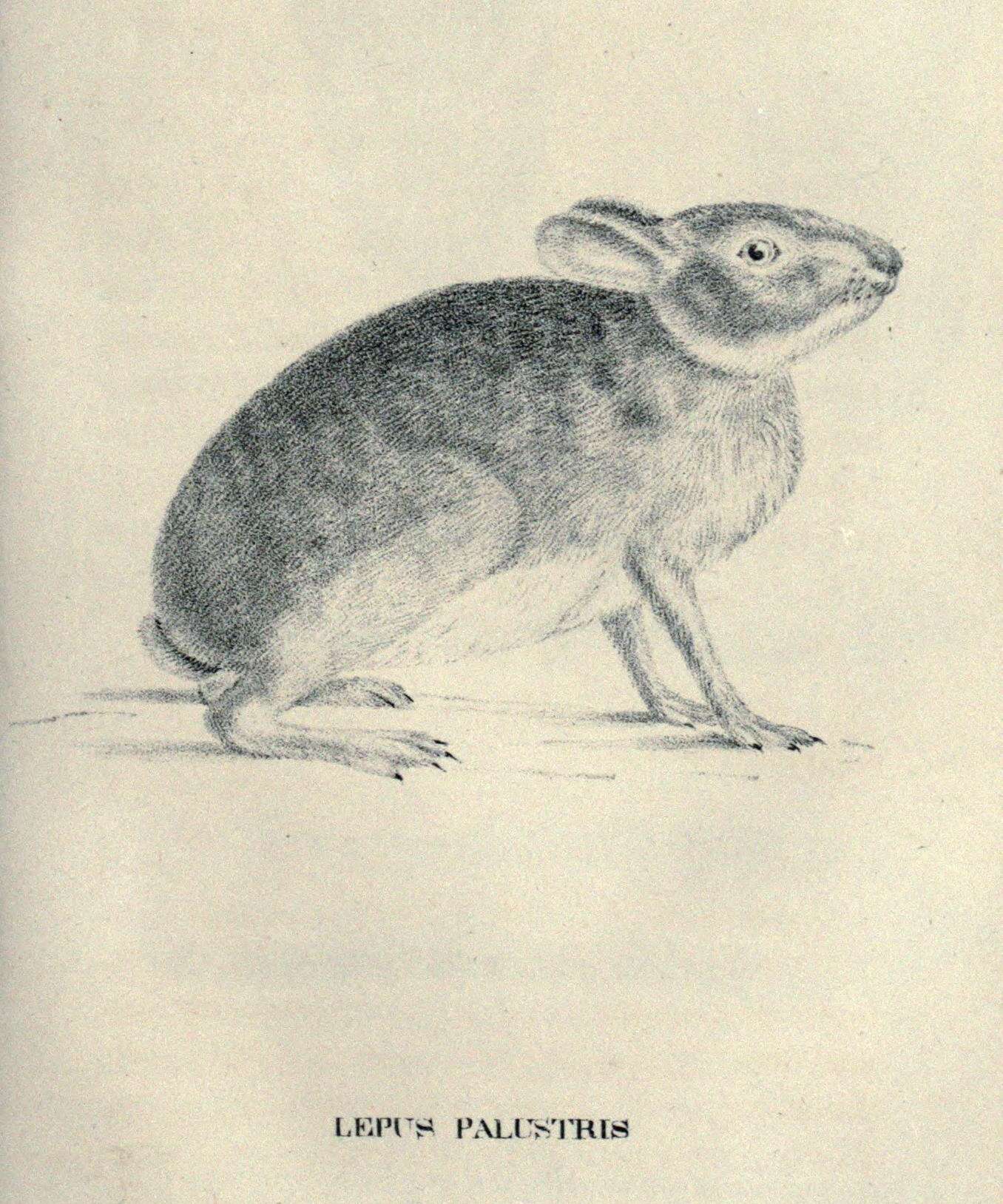 Imagem de Sylvilagus palustris (Bachman 1837)