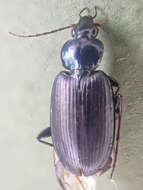 Imagem de Agonum (Agonum) placidum (Say 1823)