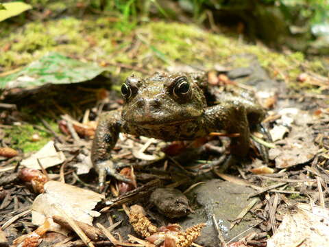 Image of western toad