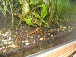 Image of California Newt