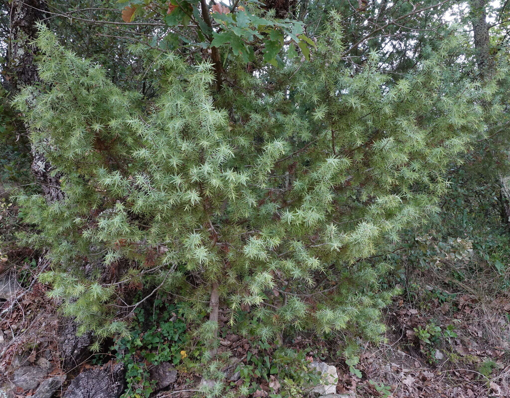 Image of Prickly Juniper