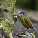 Image of Green-backed Robin