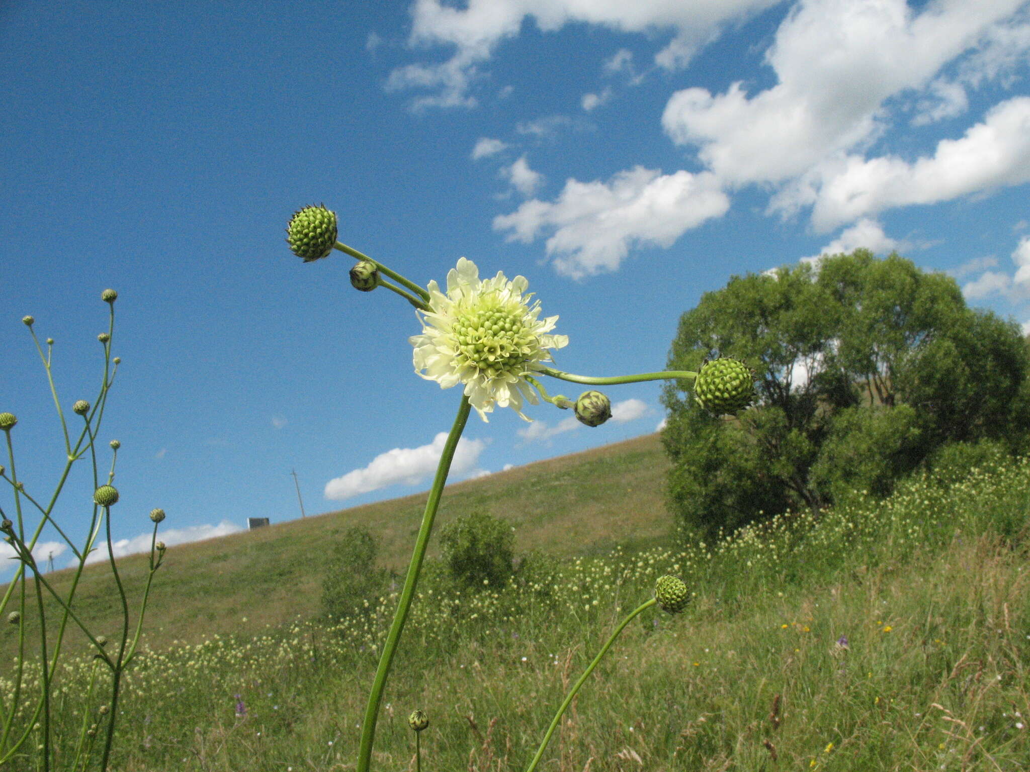 Image of Cephalaria litvinovii Bobrov