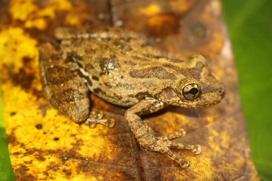 Image of Scinax tropicalia