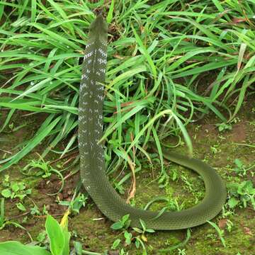 Image of Rhabdophis plumbicolor plumbicolor (Cantor 1839)