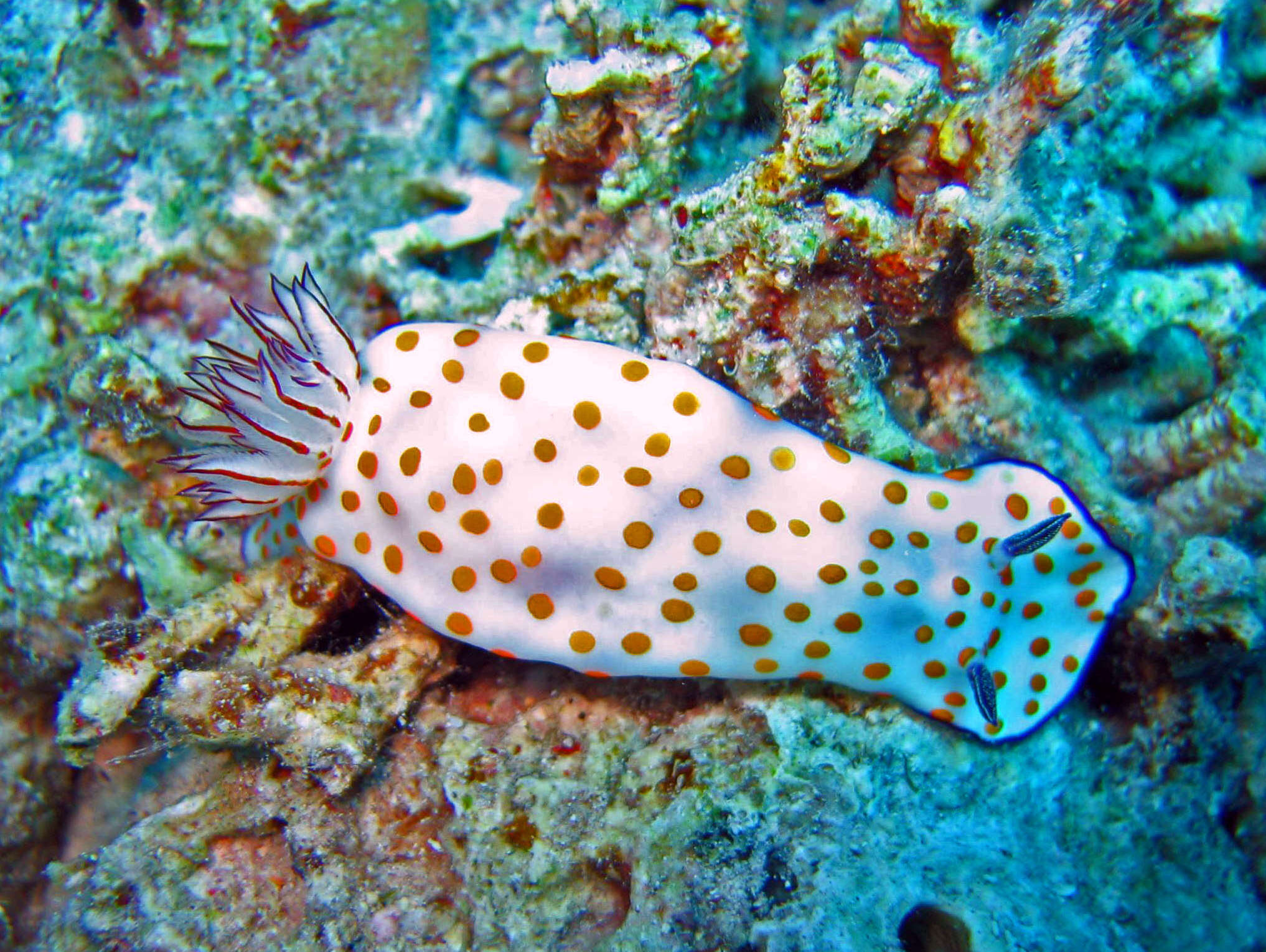 Image de Hypselodoris pulchella (Rüppell & Leuckart 1830)