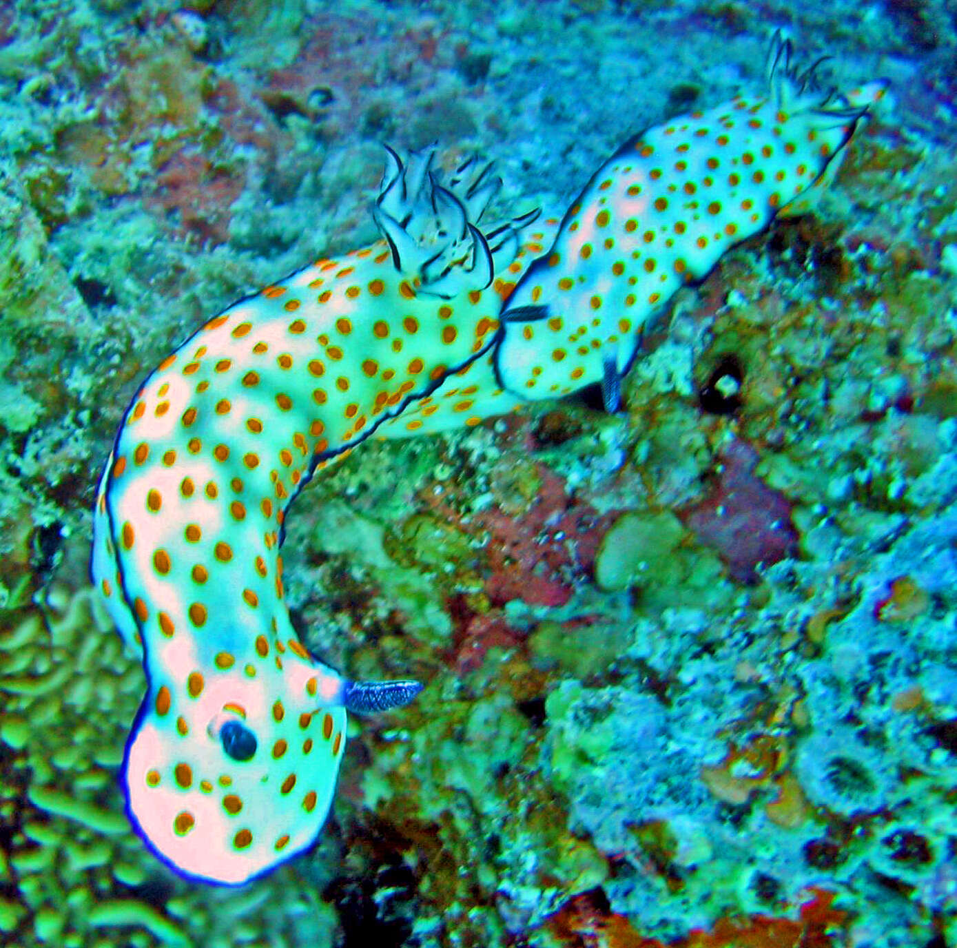 Image de Hypselodoris pulchella (Rüppell & Leuckart 1830)