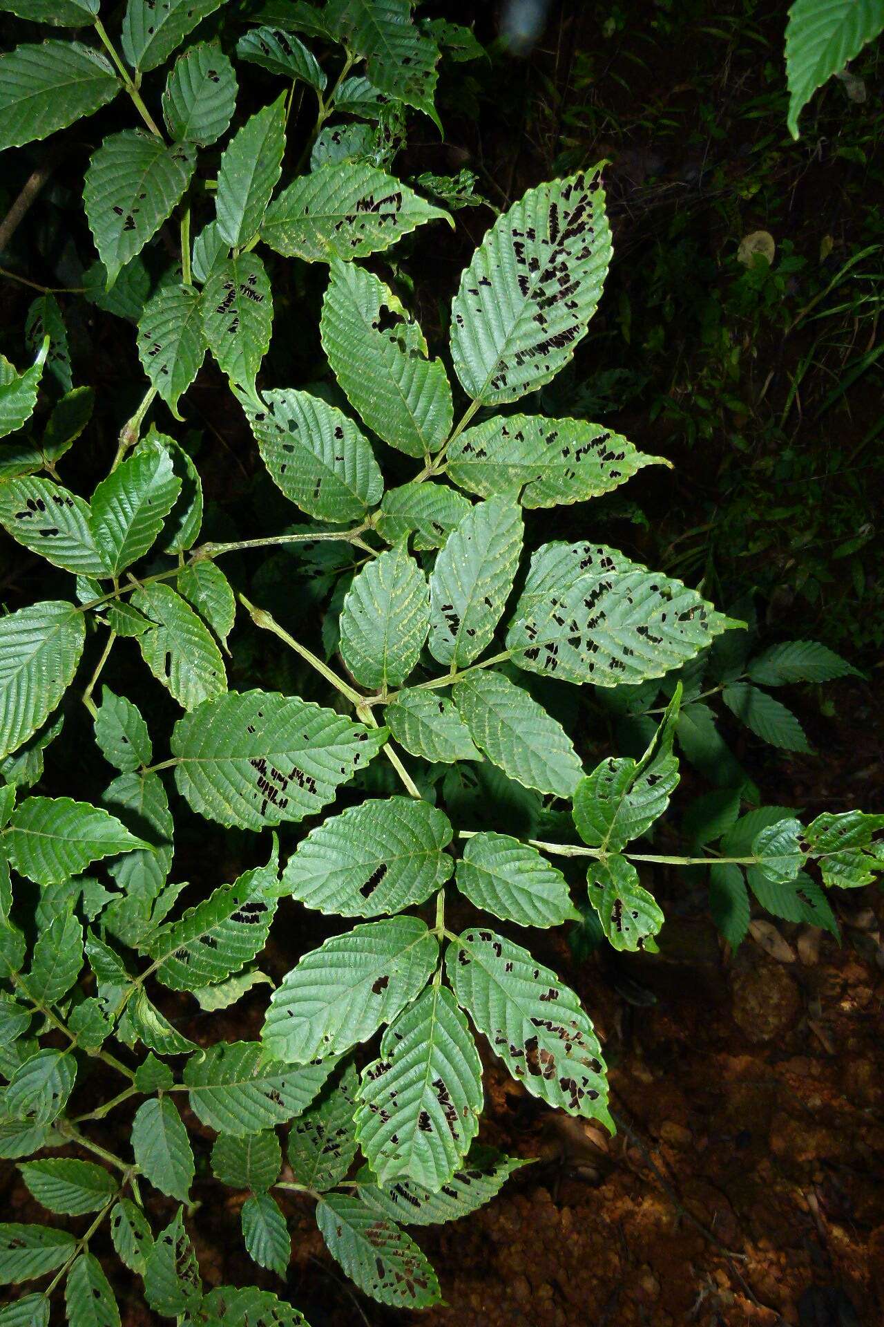 Leea indica (Burm. fil.) Merr. resmi