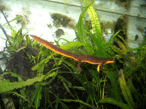 Image of California Newt