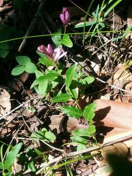 Image of California milkwort