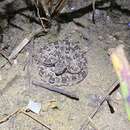 Imagem de Bothrops matogrossensis Amaral 1925