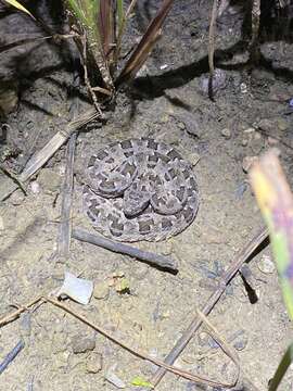 Image of Bothrops matogrossensis Amaral 1925