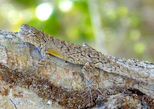 Urosaurus bicarinatus (Duméril 1856) resmi