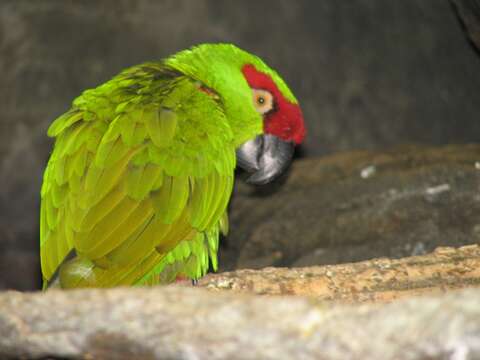 Image of Thick-billed parrot