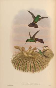 صورة Chalybura urochrysia (Gould 1861)