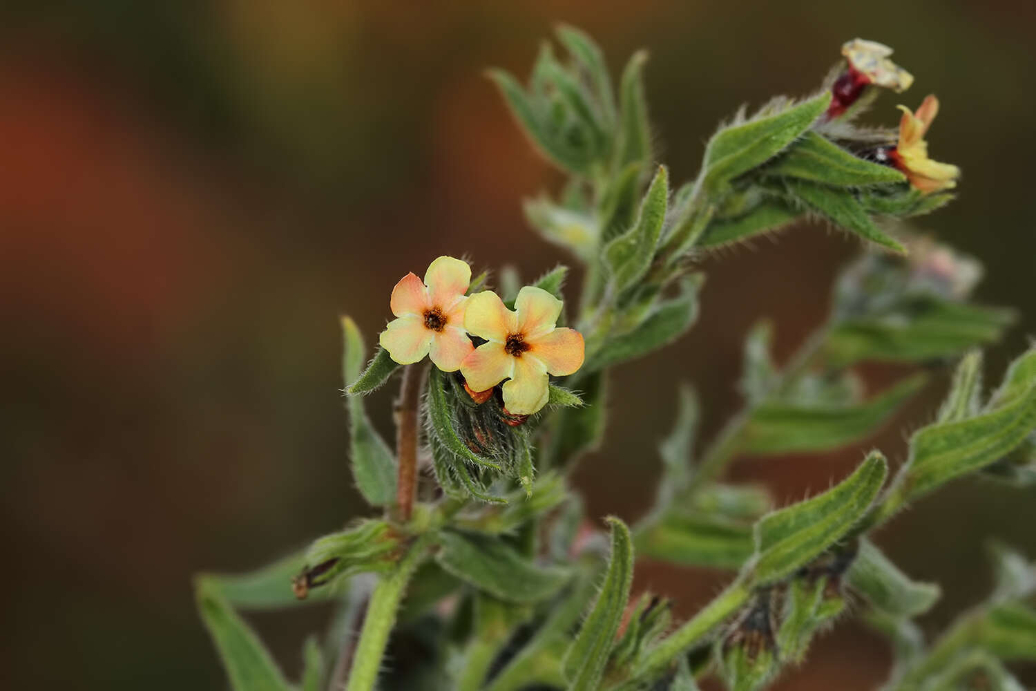 Image of Alkanna hirsutissima (Bertol.) DC.