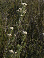 Ozothamnus rosmarinifolius (Labill.) DC. resmi