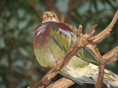 Image of Ornate Fruit Dove