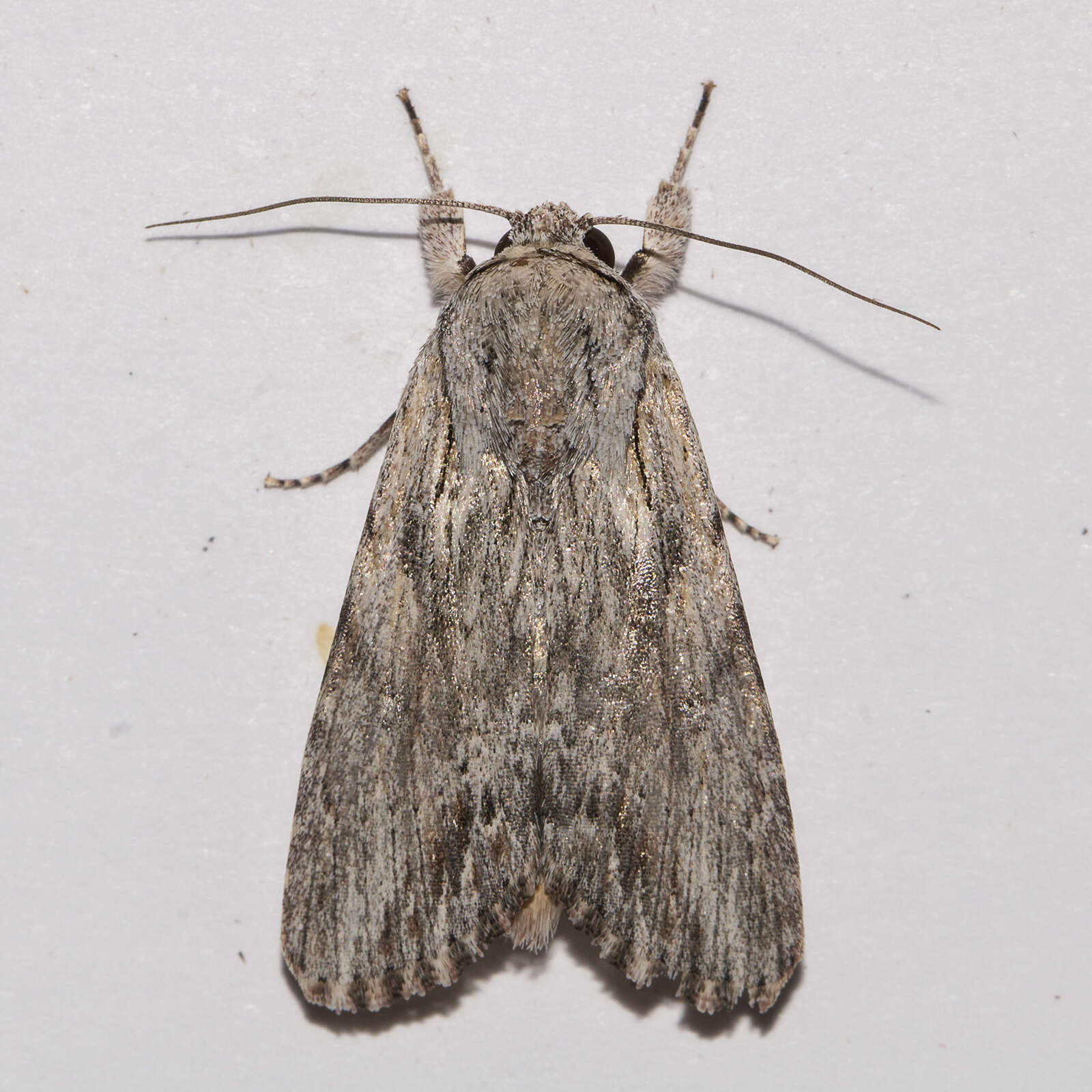 Image of Gray-streaked Armywom Moth