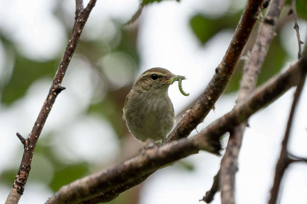 Plancia ëd Phylloscopus examinandus Stresemann 1913