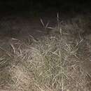 Image of spidergrass