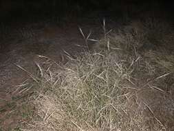 Image of spidergrass