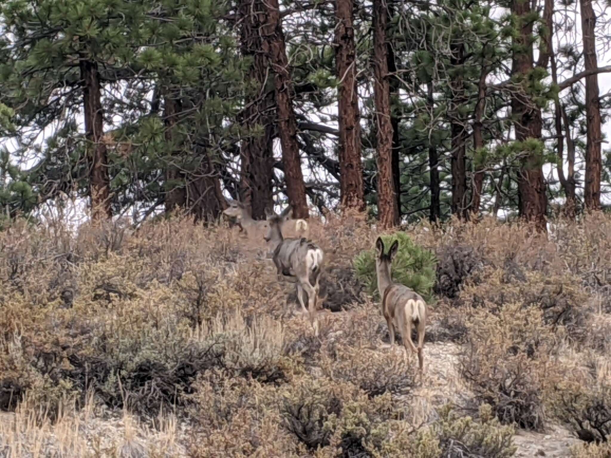 Odocoileus hemionus inyoensis Cowan 1933的圖片