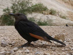 Image of Arabian Chestnut-winged Starling