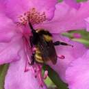Image of Northern Amber Bumble Bee
