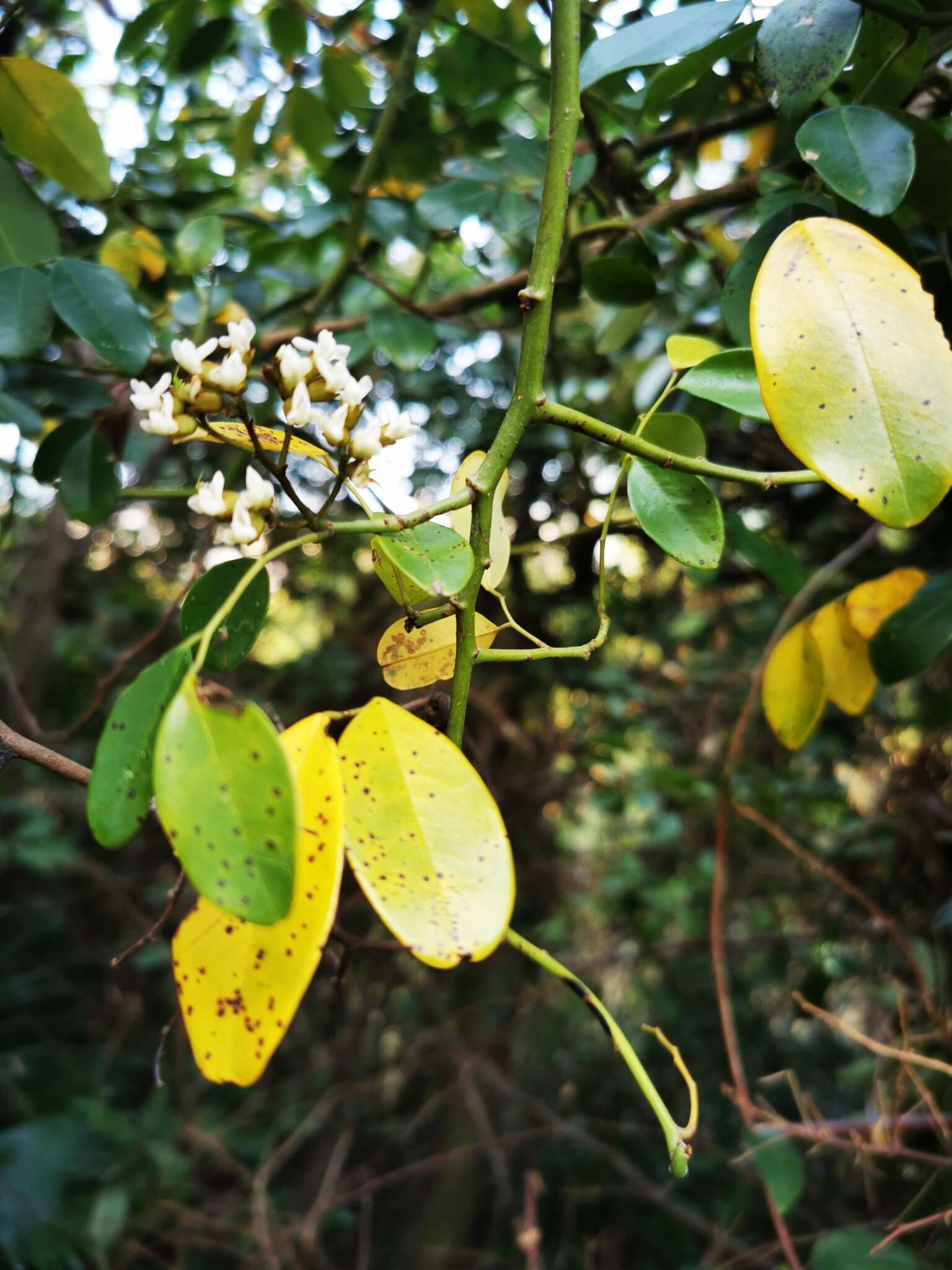 Image de Dalbergia benthamii Prain