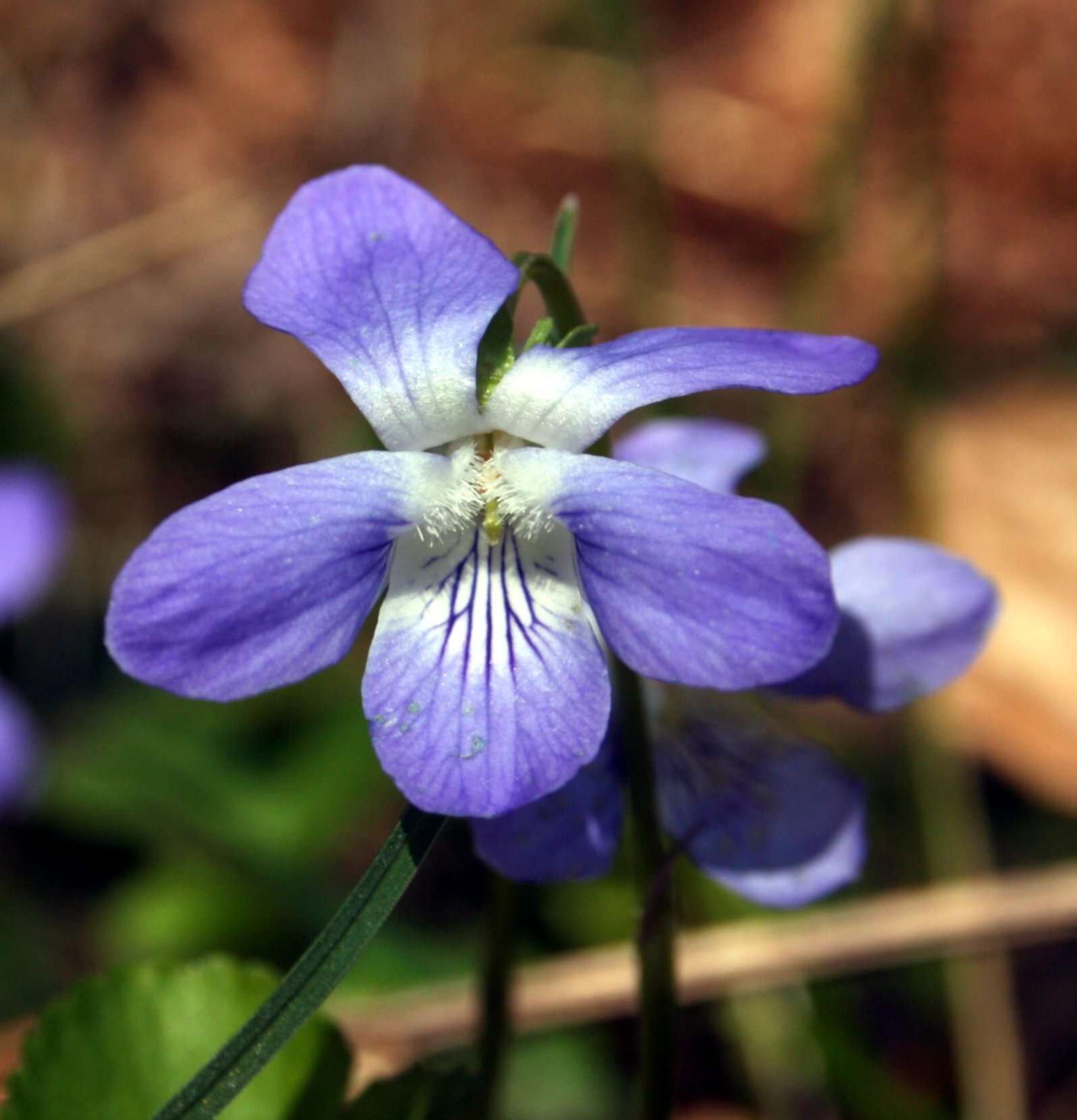 Image of common dog-violet