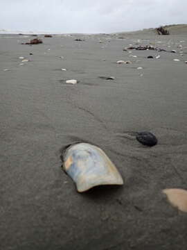 Image of New Zealand geoduck