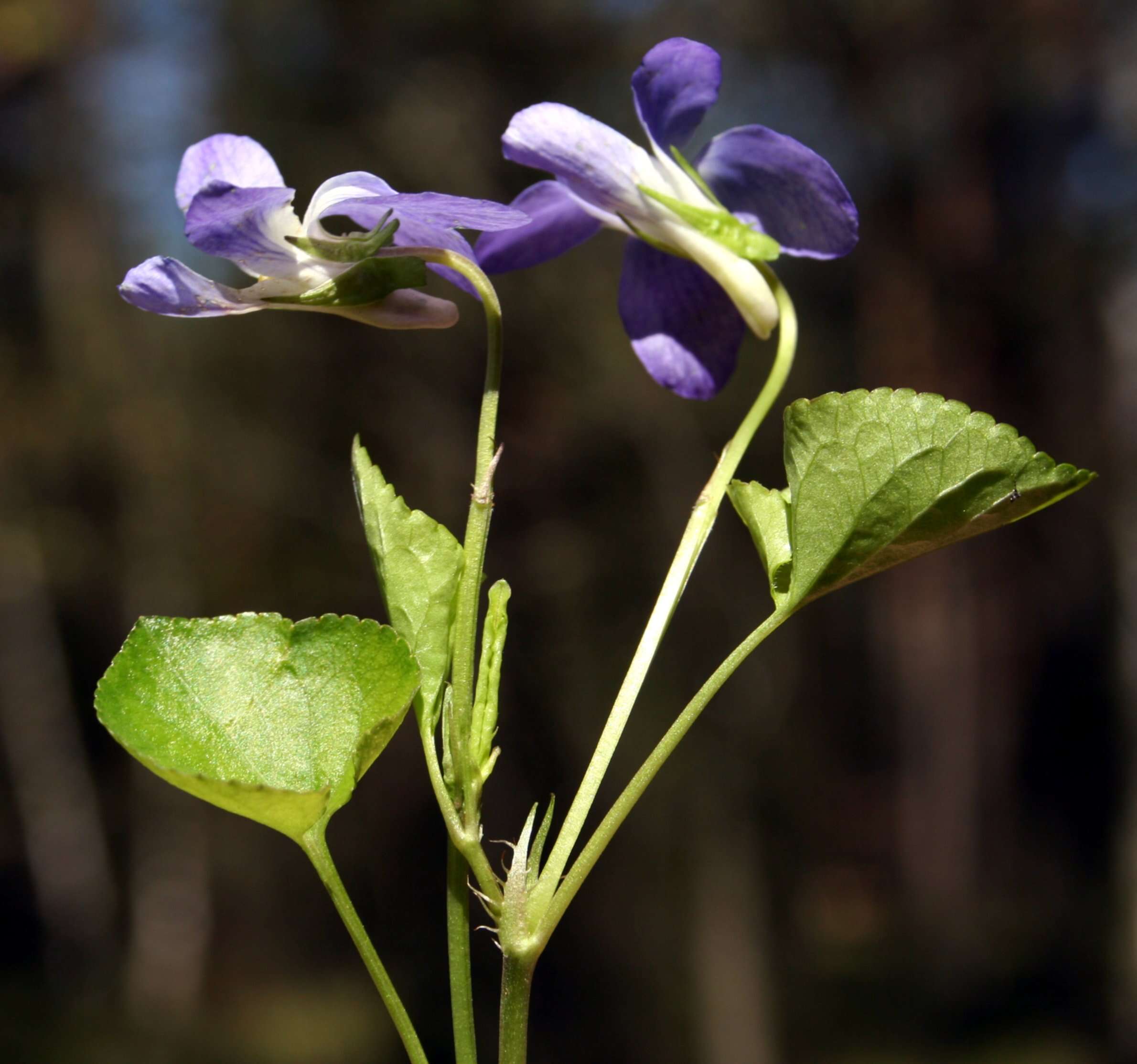 Image of common dog-violet