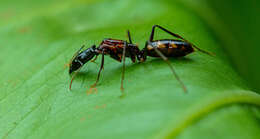 Plancia ëd Camponotus mirabilis Emery 1903