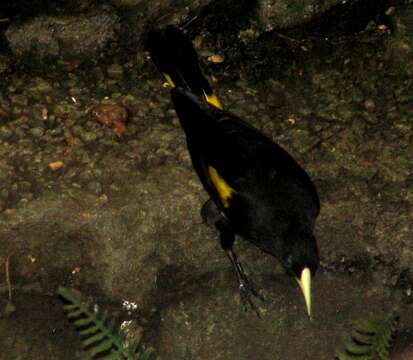 Image of Yellow-rumped Cacique