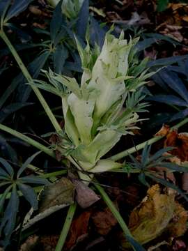 Image of Stinking Hellebore