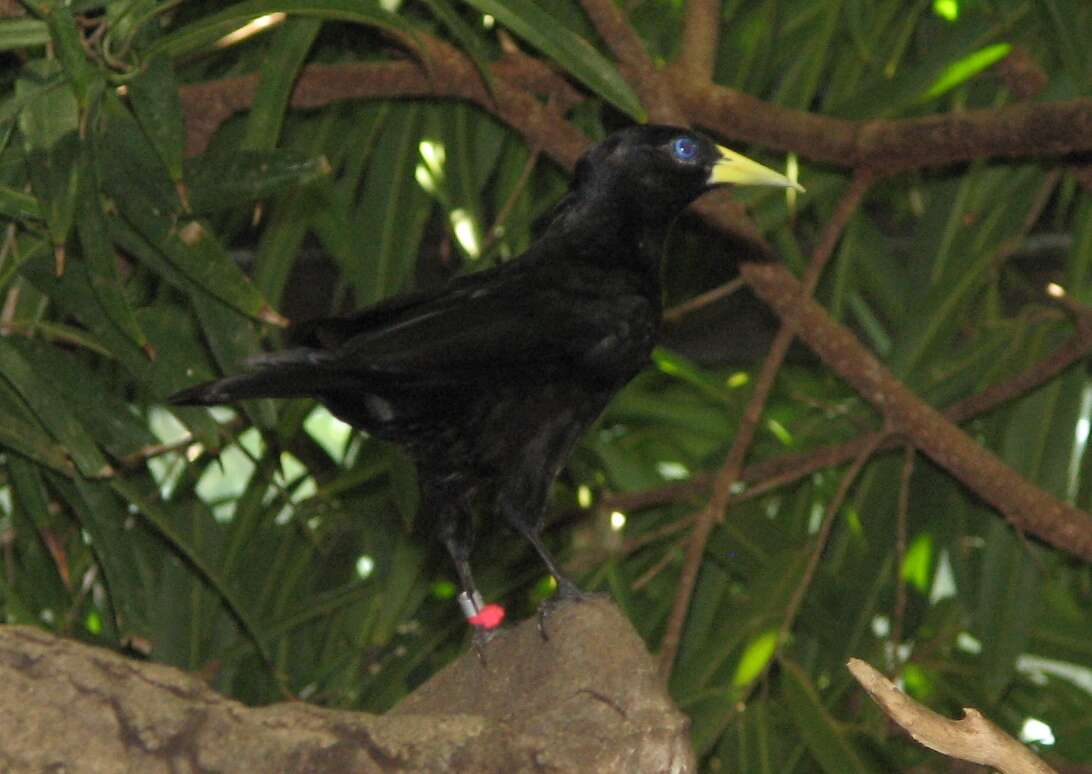 Image of Red-rumped Cacique