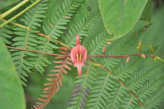 Imagem de Apios carnea (Wall.) Benth.