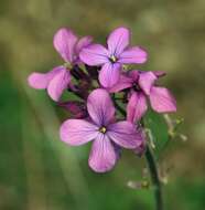 Image of Dame's-violet