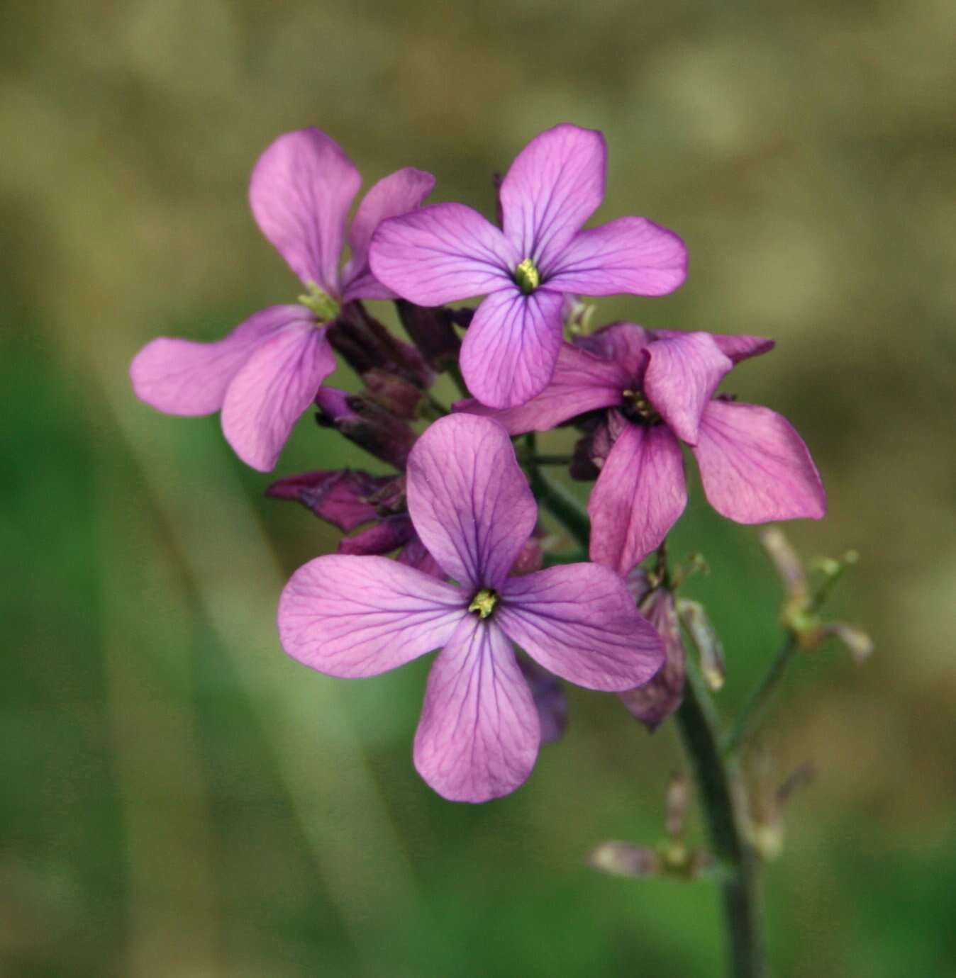 Image of Dame's-violet