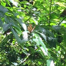 Image of Indian leafwing