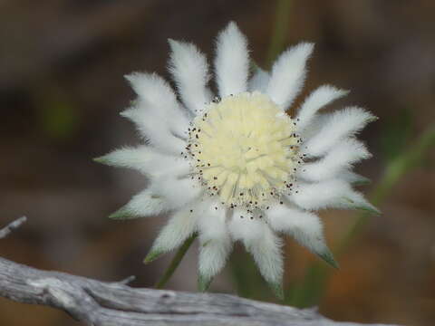 Imagem de Actinotus leucocephalus Benth.